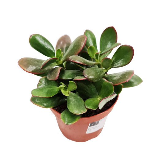 Jade Plant | Ovata | Perfect Plants for Under £50