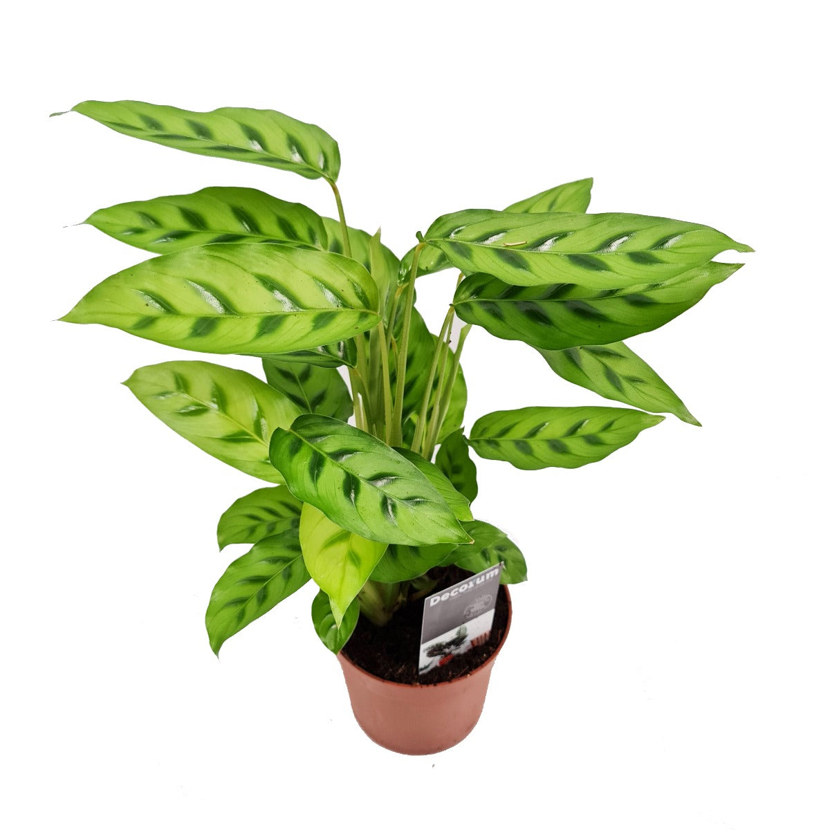 Prayer Plant | Leopardina
