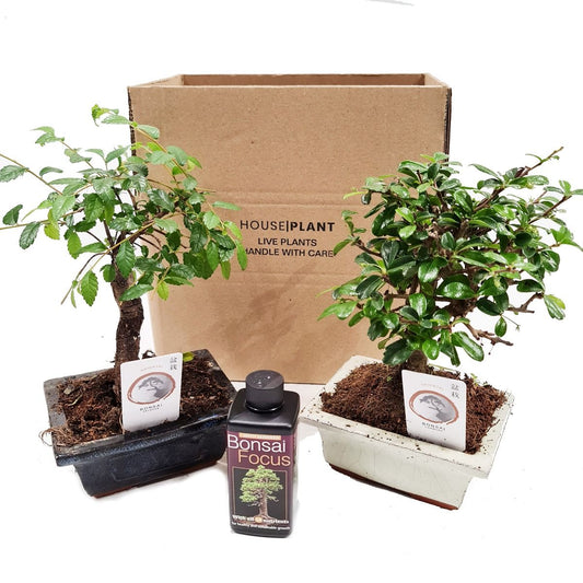 Bonsai | Mystery Box | Plant Gift Sets & Gift Ideas
