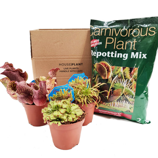 Carnivorous | Mystery Box | Small Plants & Tot Pots