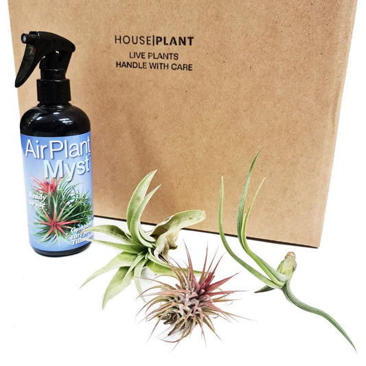 Air Plant | Mystery Box | Plant Gift Sets & Gift Ideas