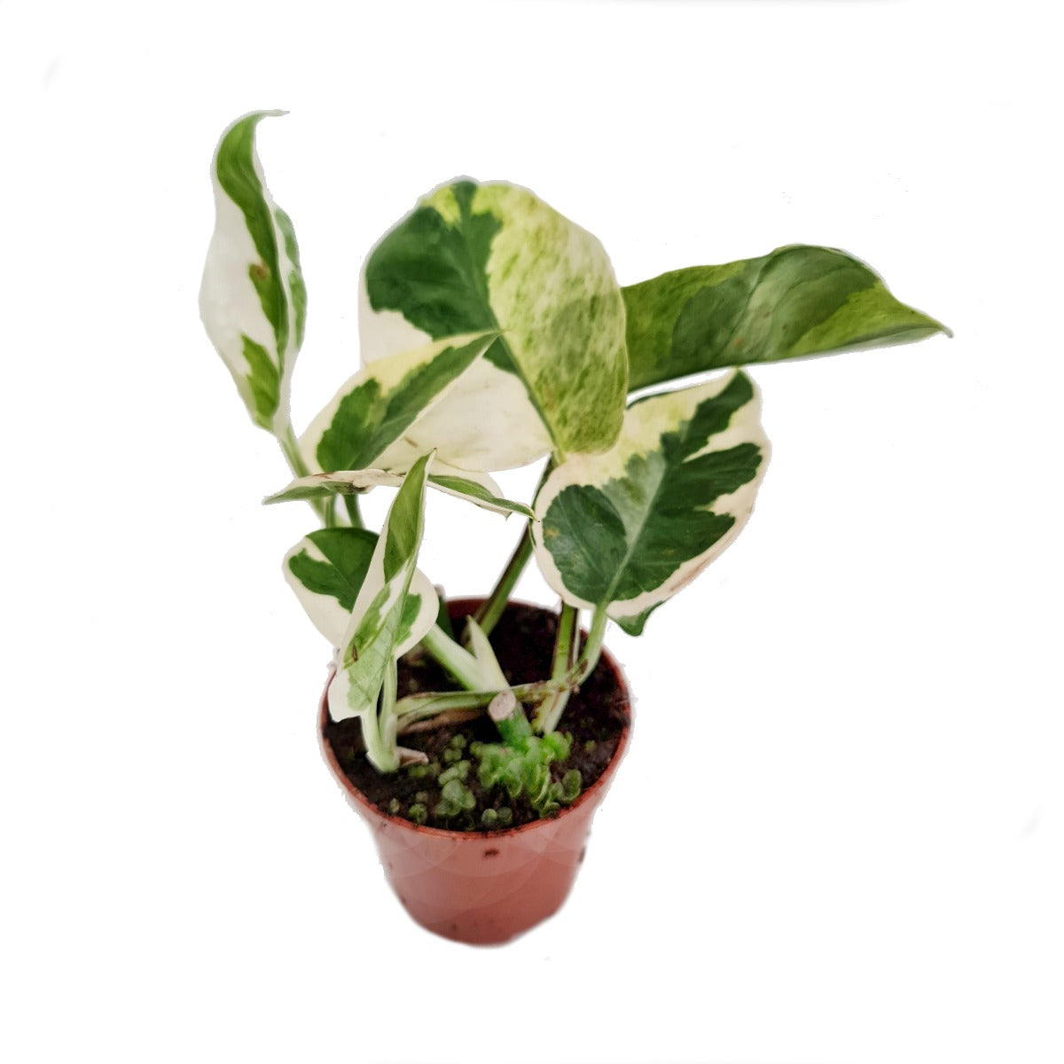 Pothos | Happy Leaf | N'joy