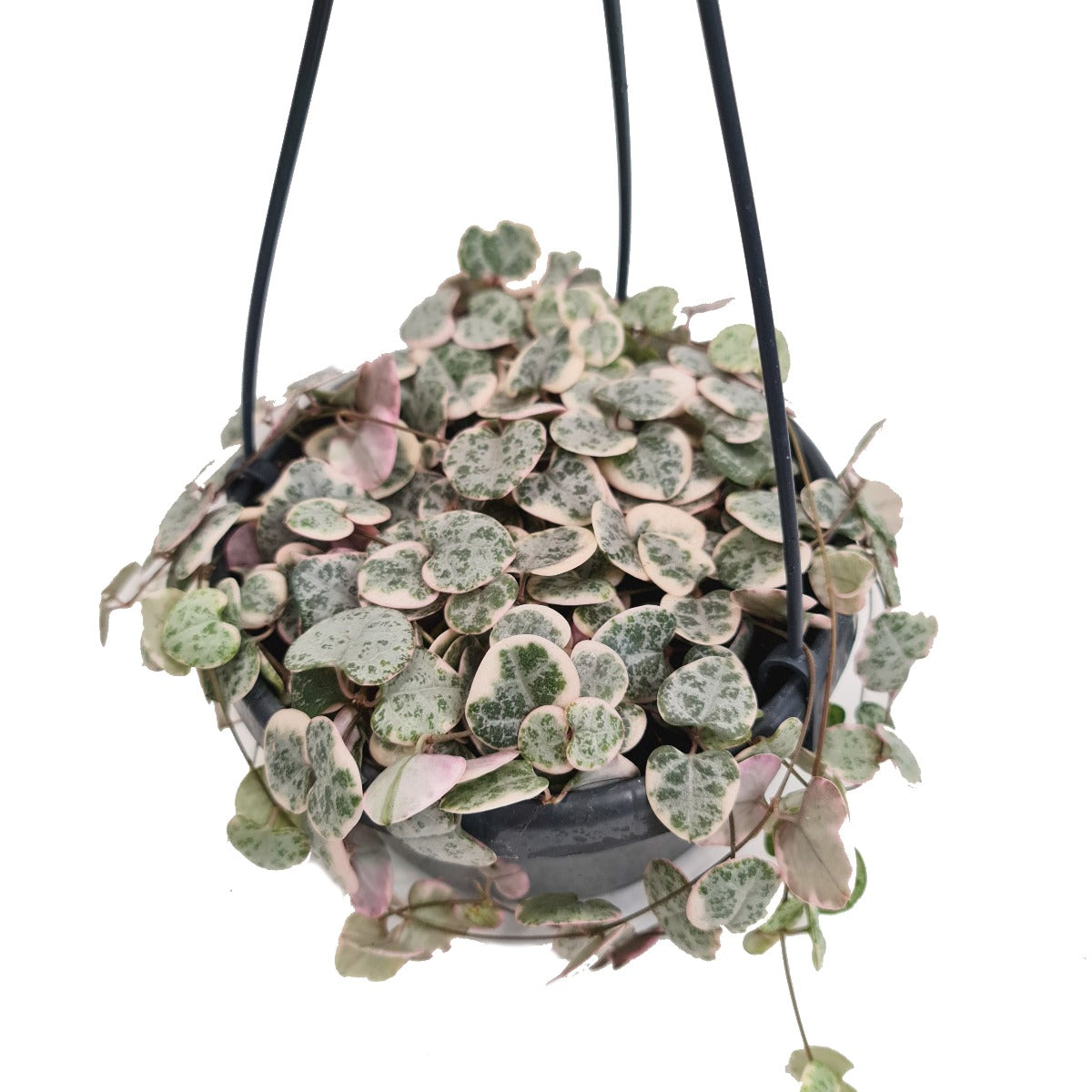 String Of Hearts | Variegated Marlies