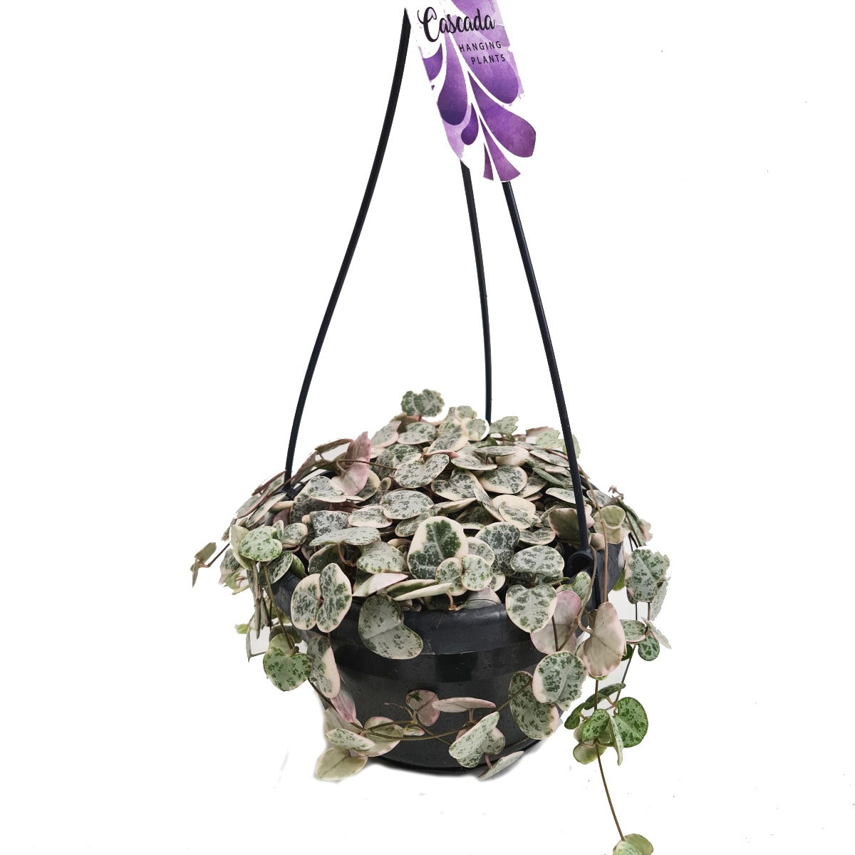 String Of Hearts | Variegated Marlies