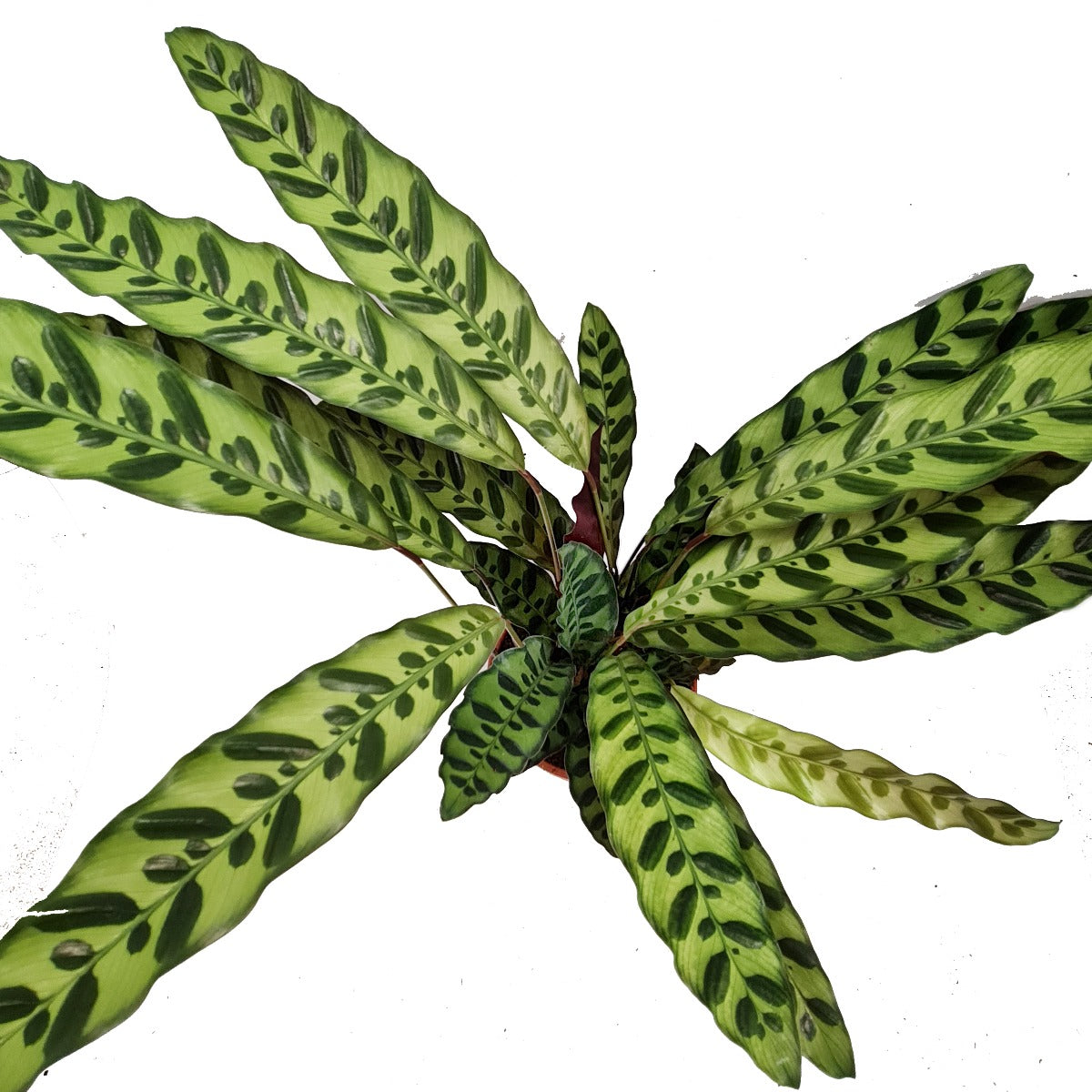Rattlesnake Plant | Lancifolia