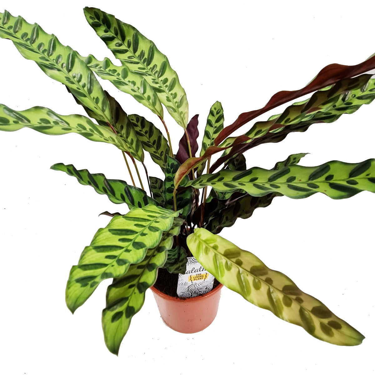 Rattlesnake Plant | Lancifolia