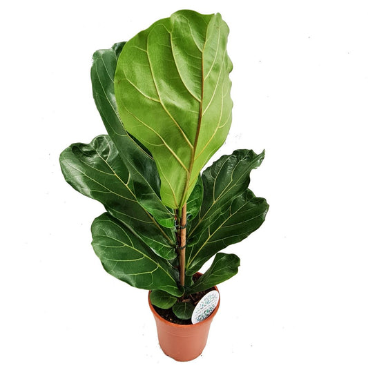 Fiddle Leaf Fig | Large Leaf Plants