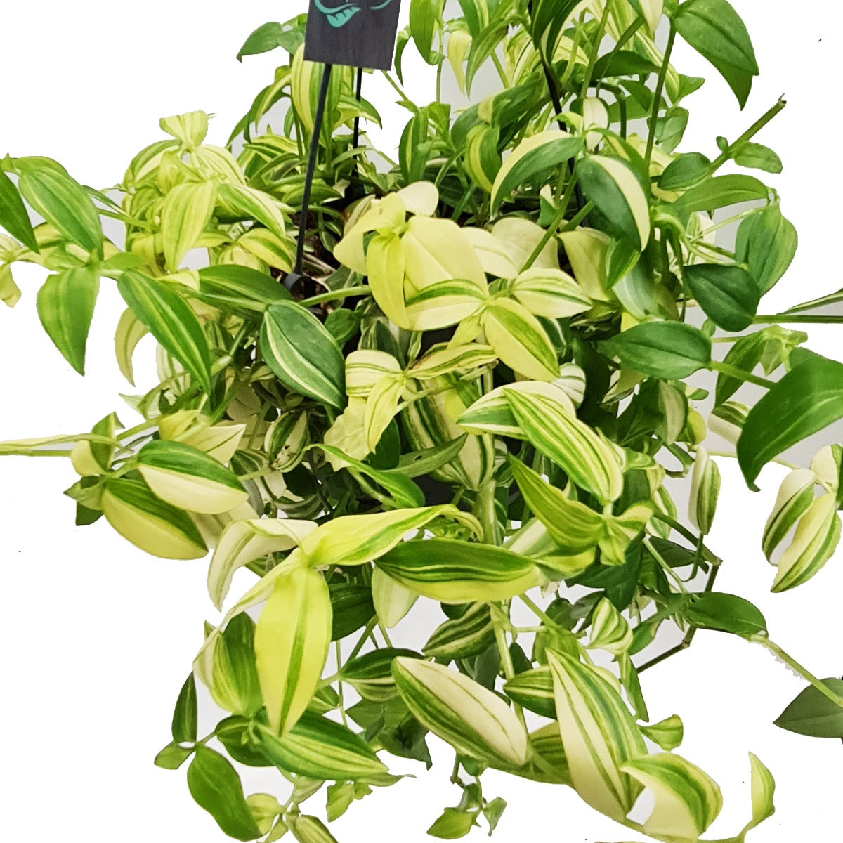 Wandering Dude | Yellow Hill