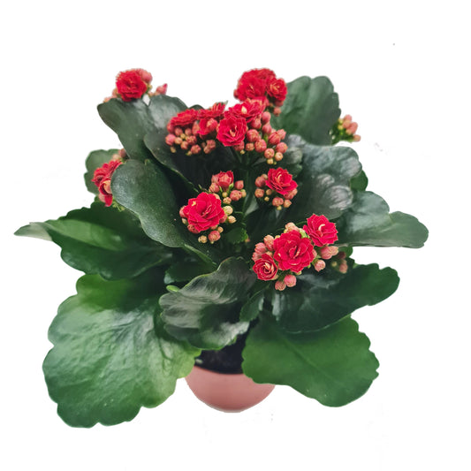 Flowering Red Kalanchoe | Easy Care Houseplants
