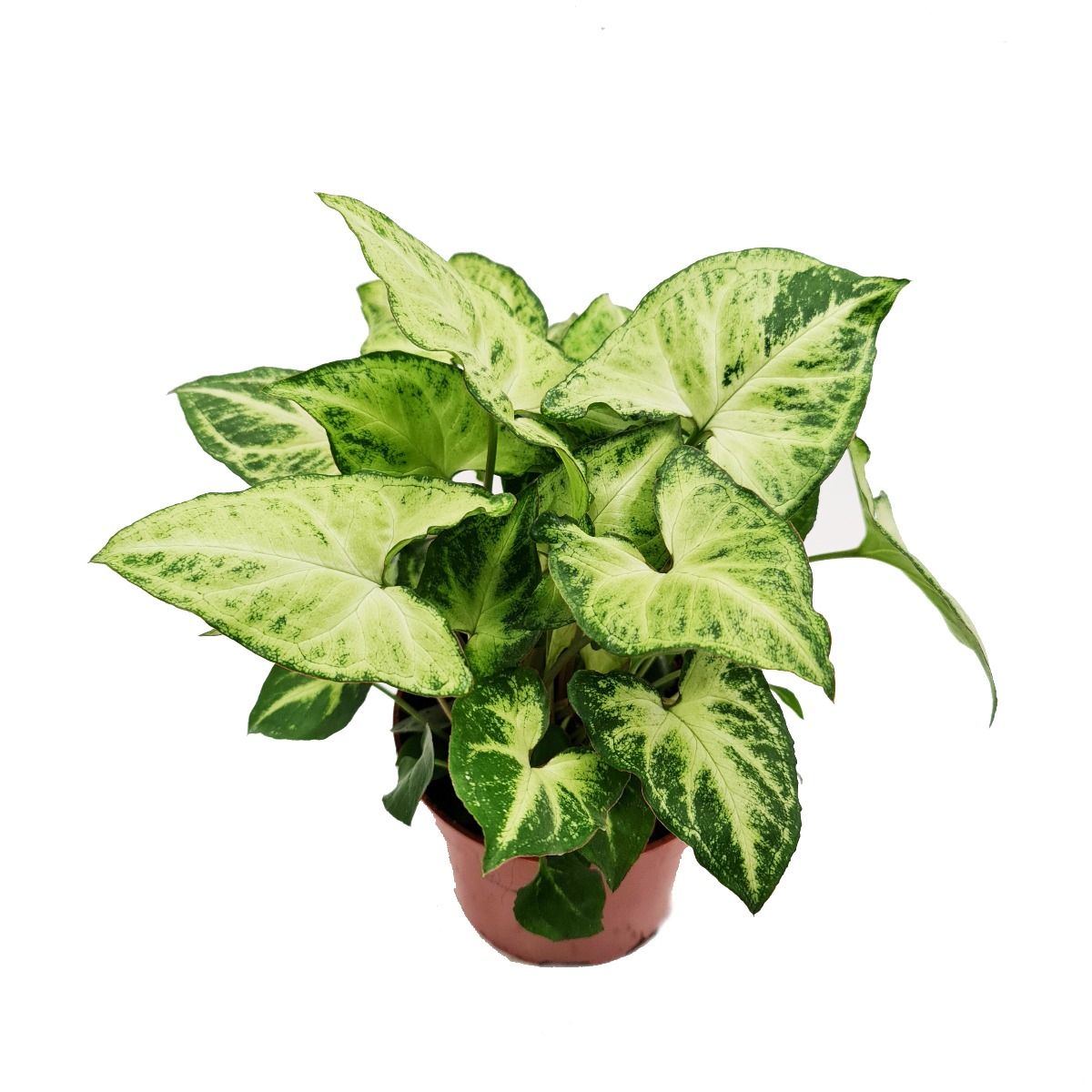 Arrowhead Vine