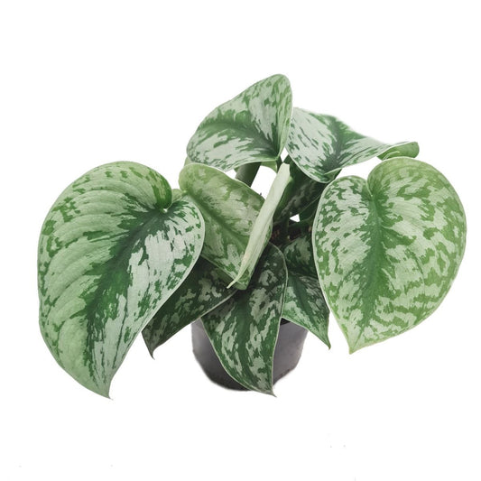 Satin Silver Pothos | Trebie | Large Leaf Plants
