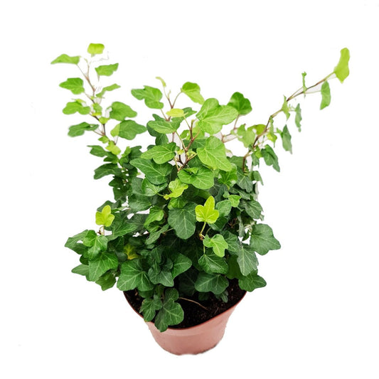 English Ivy | Wonder | Shade Loving Plants