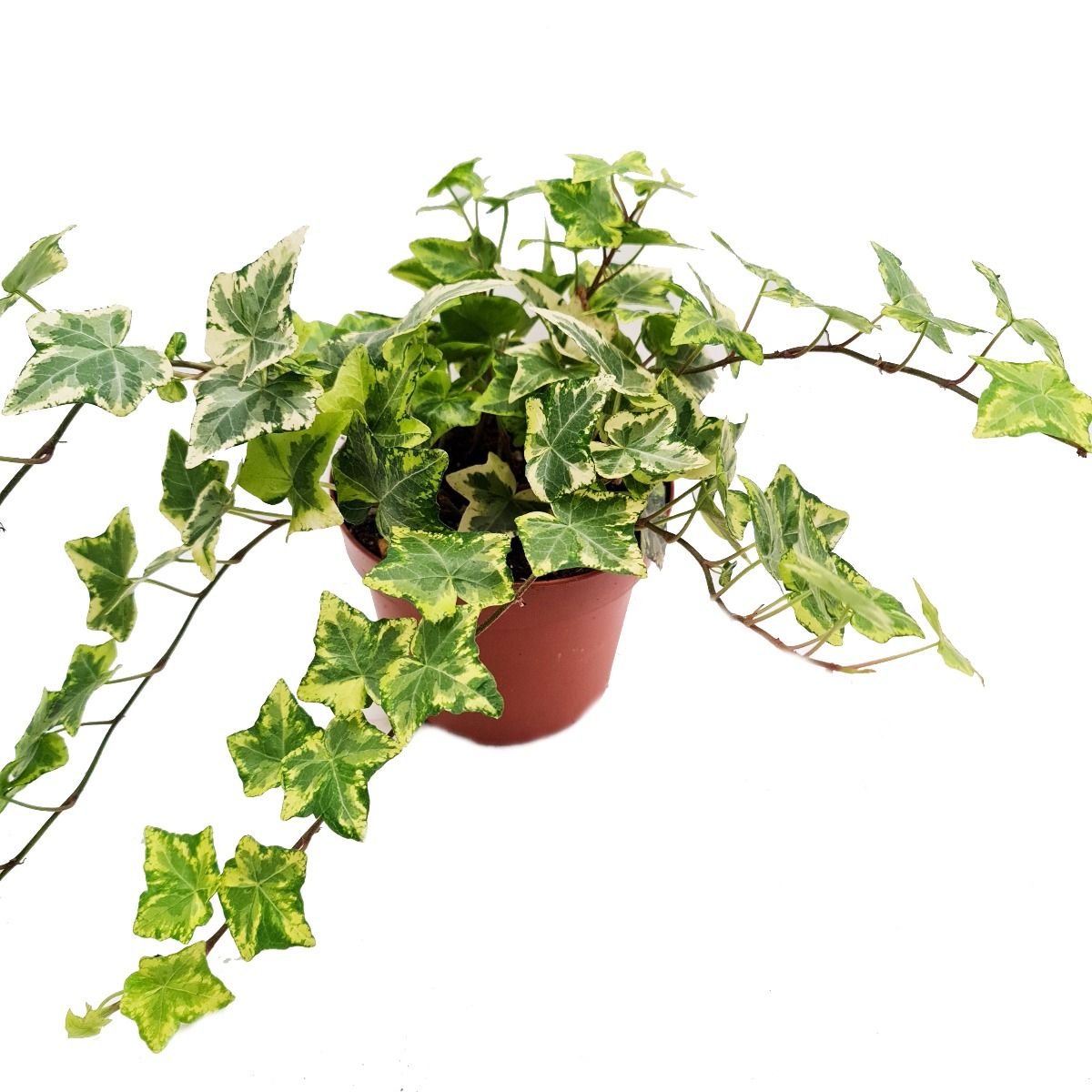 English Ivy | Gold Kolibri