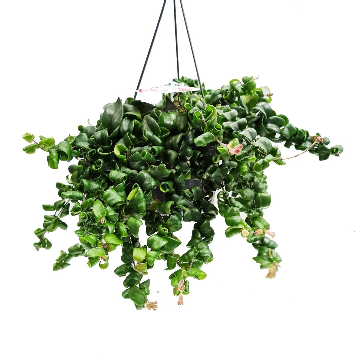 Lipstick Plant | Twister