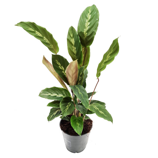 Prayer Plant | Maui Queen | Potted Houseplants