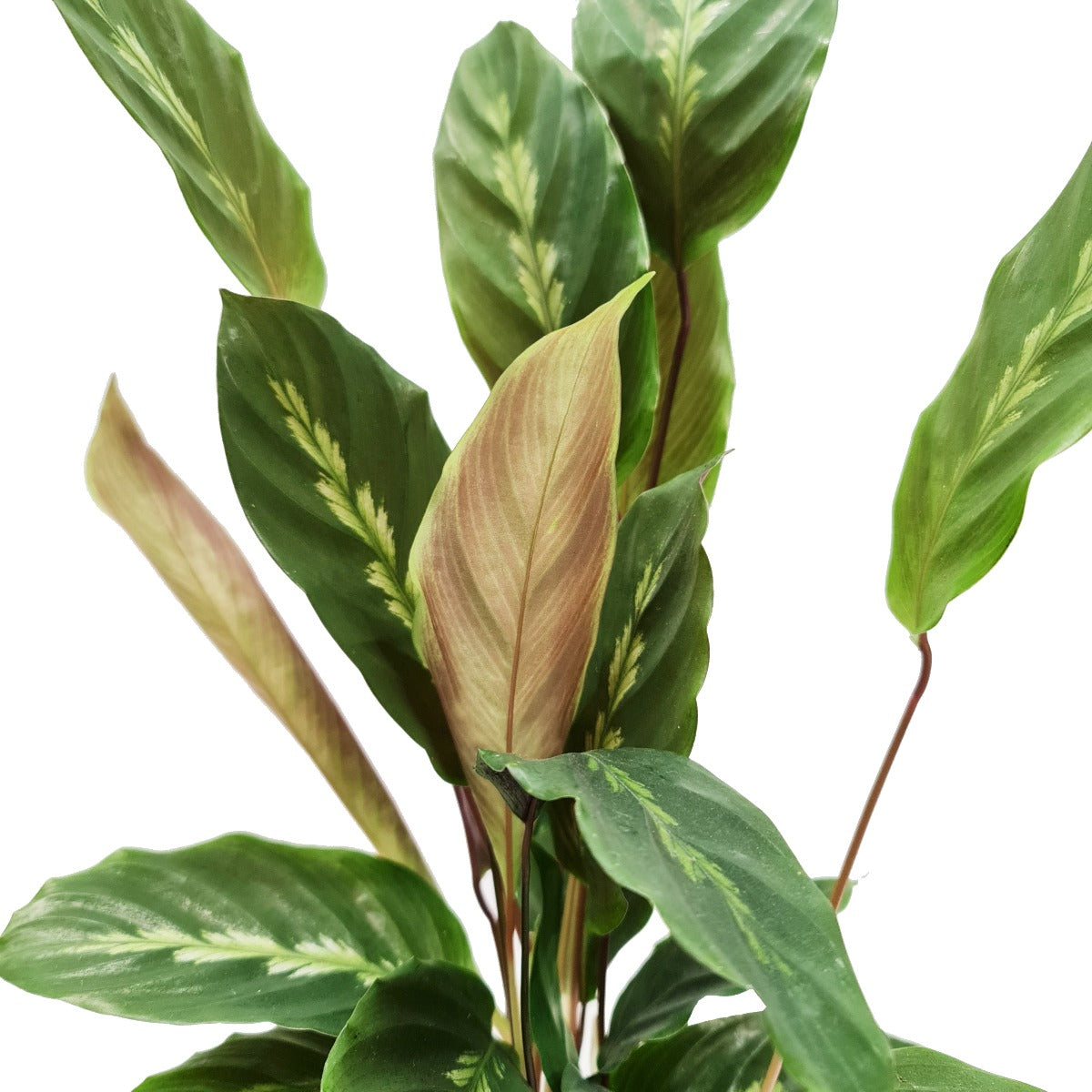 Prayer Plant | Maui Queen