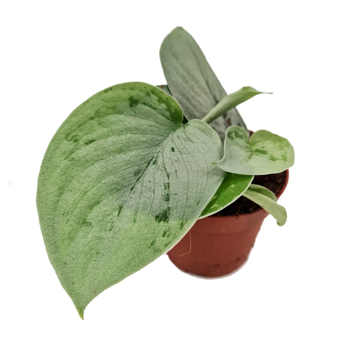 Silver Satin Pothos | Silvery Ann