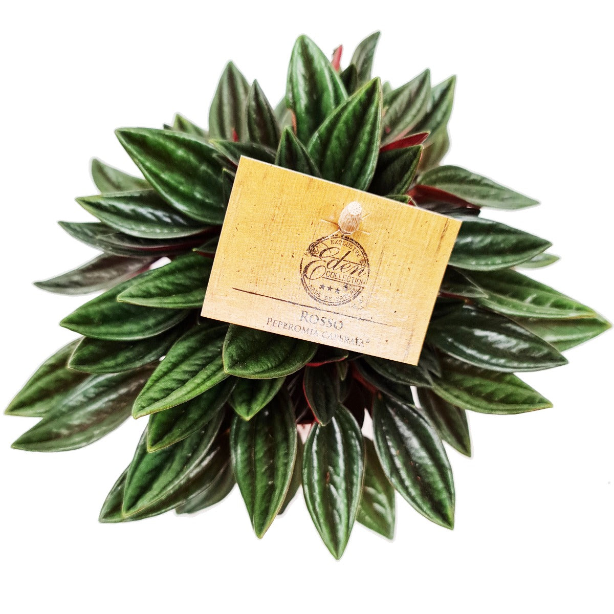 Radiator Plant | Rosso