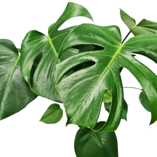 Swiss Cheese Plant | Air Purifying Plants