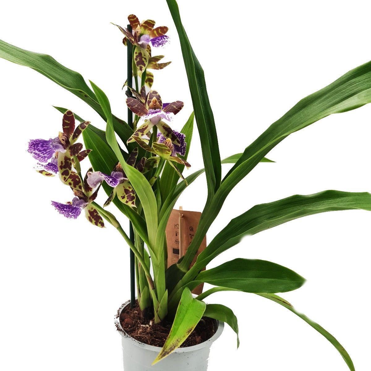 Zygopetalum Orchid | Blue Leopard