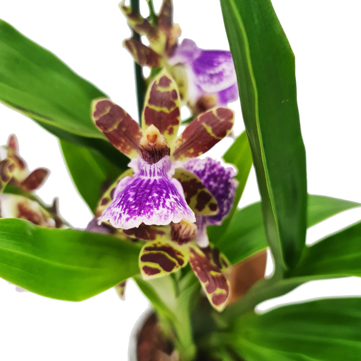 Zygopetalum Orchid | Blue Leopard