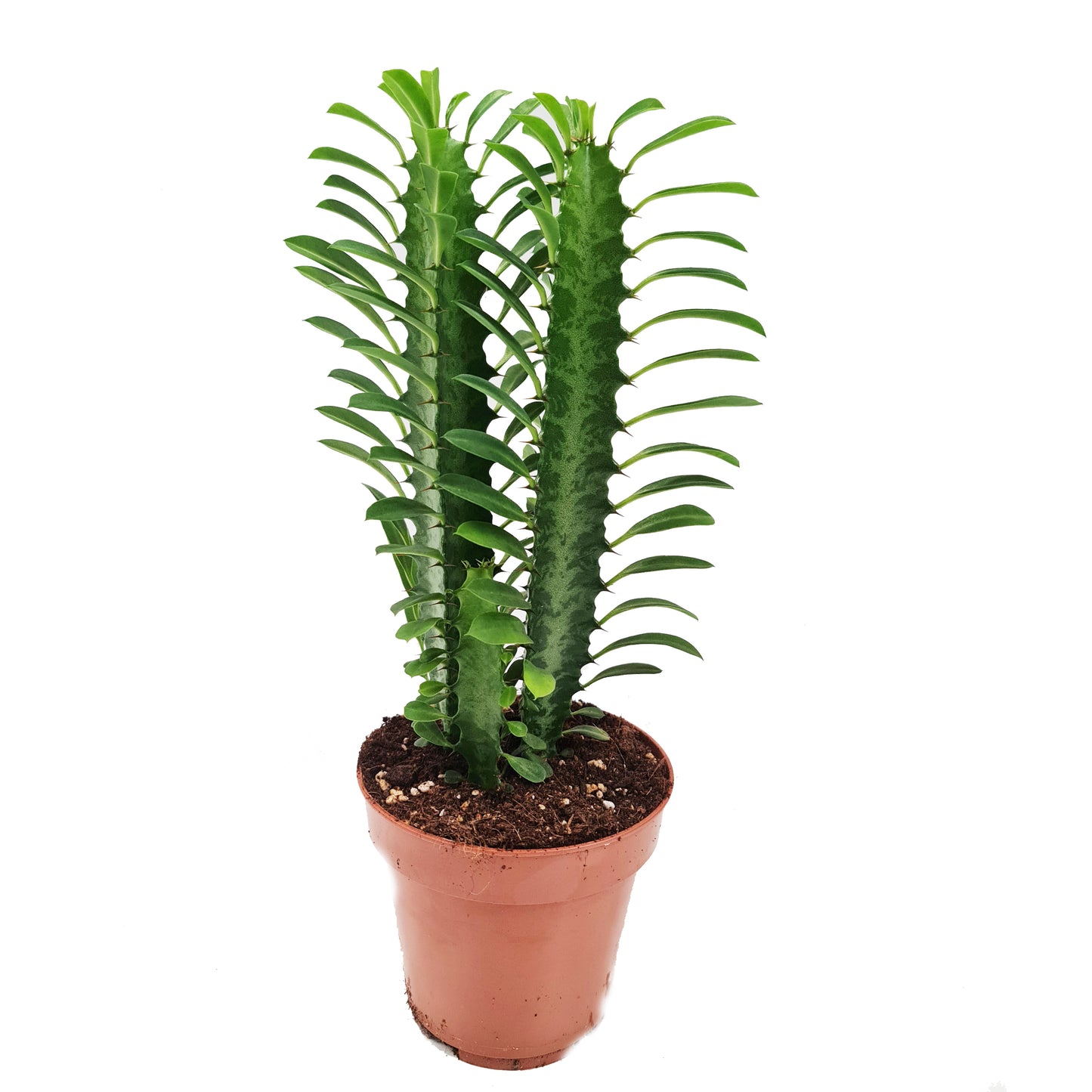 African Milk Tree | Green