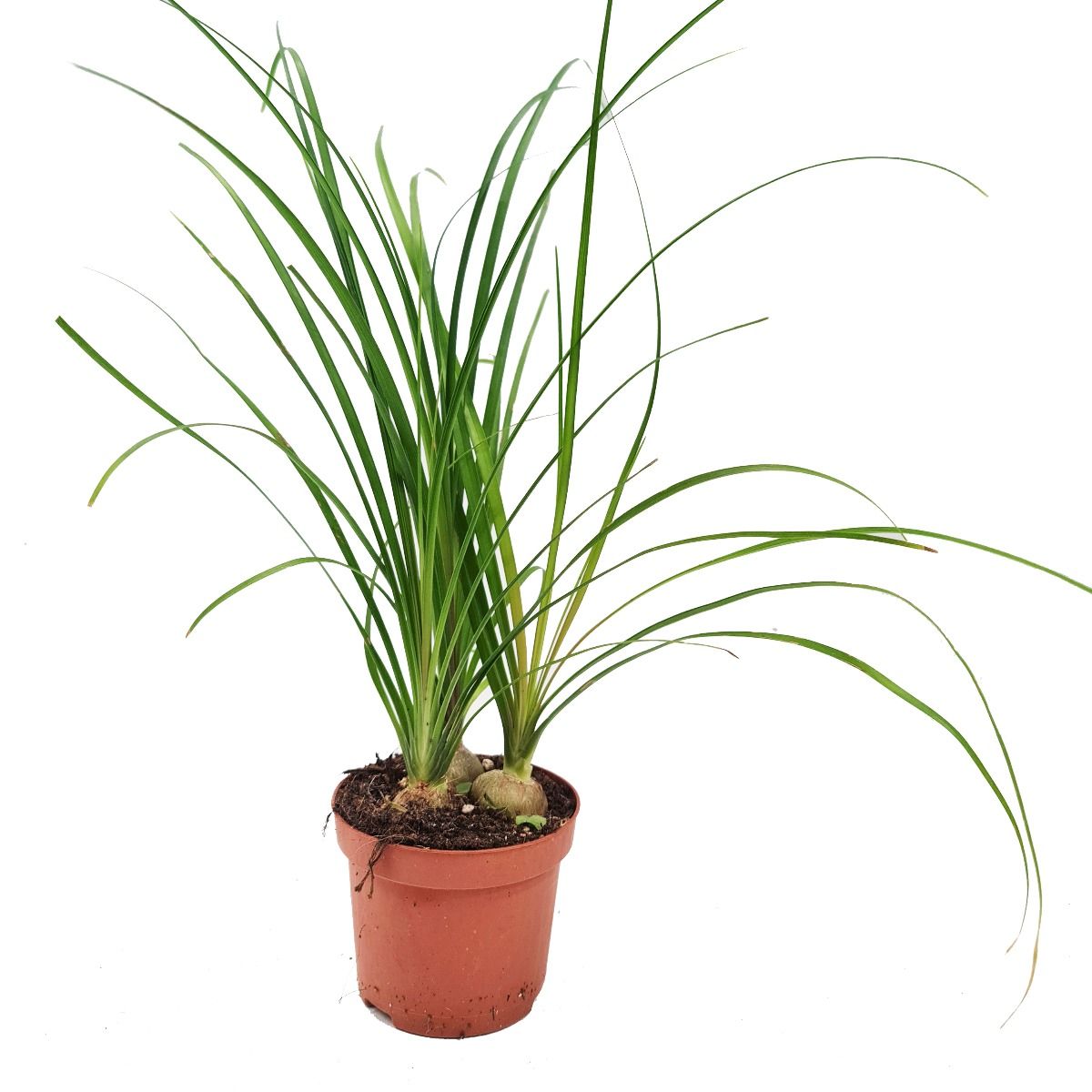 Ponytail Palm