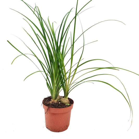 Ponytail Palm | Potted Houseplants
