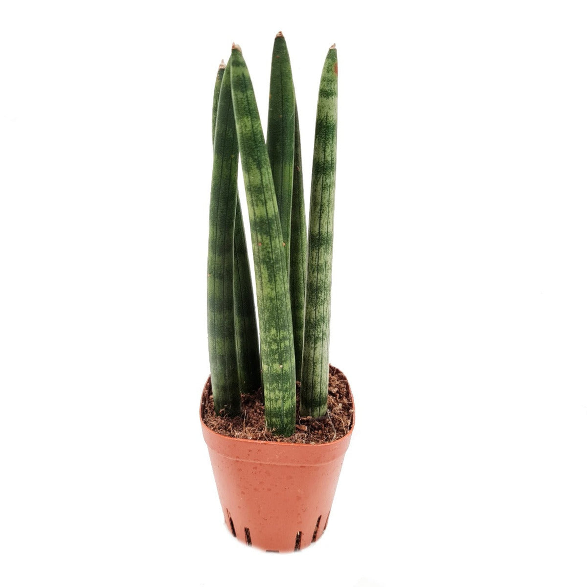 Snake Plant | Cylindrica