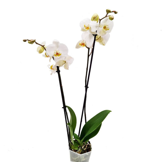 White Phalaenopsis Orchid | Dame Blanche | Potted Houseplants