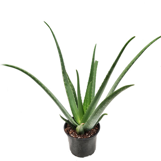 Aloe Vera | Air Purifying Plants