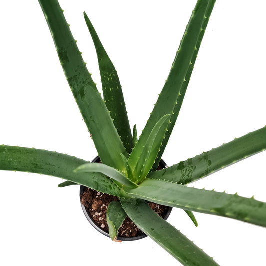 Aloe Vera | Potted Houseplants