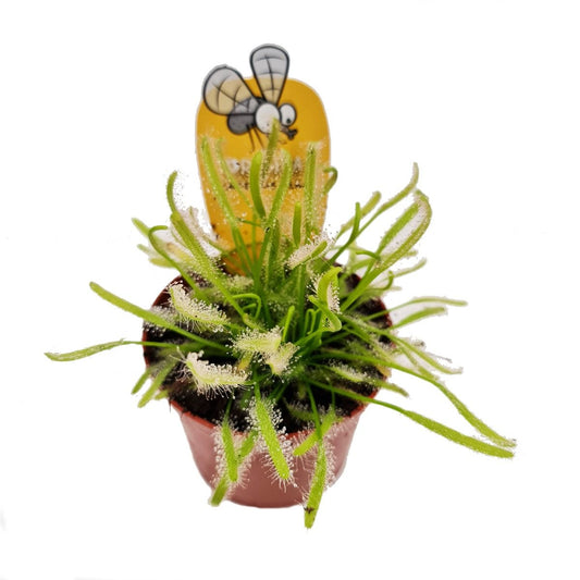 Alice Sundew | Tilly | Potted Houseplants