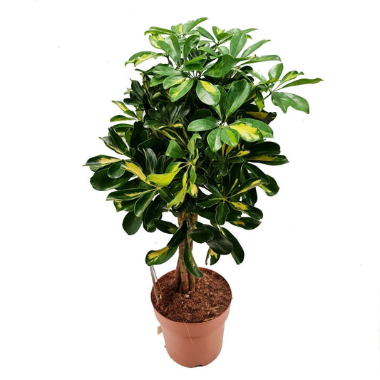 Umbrella Tree | Gold Capella | Houseplants & Indoor Plants On Sale