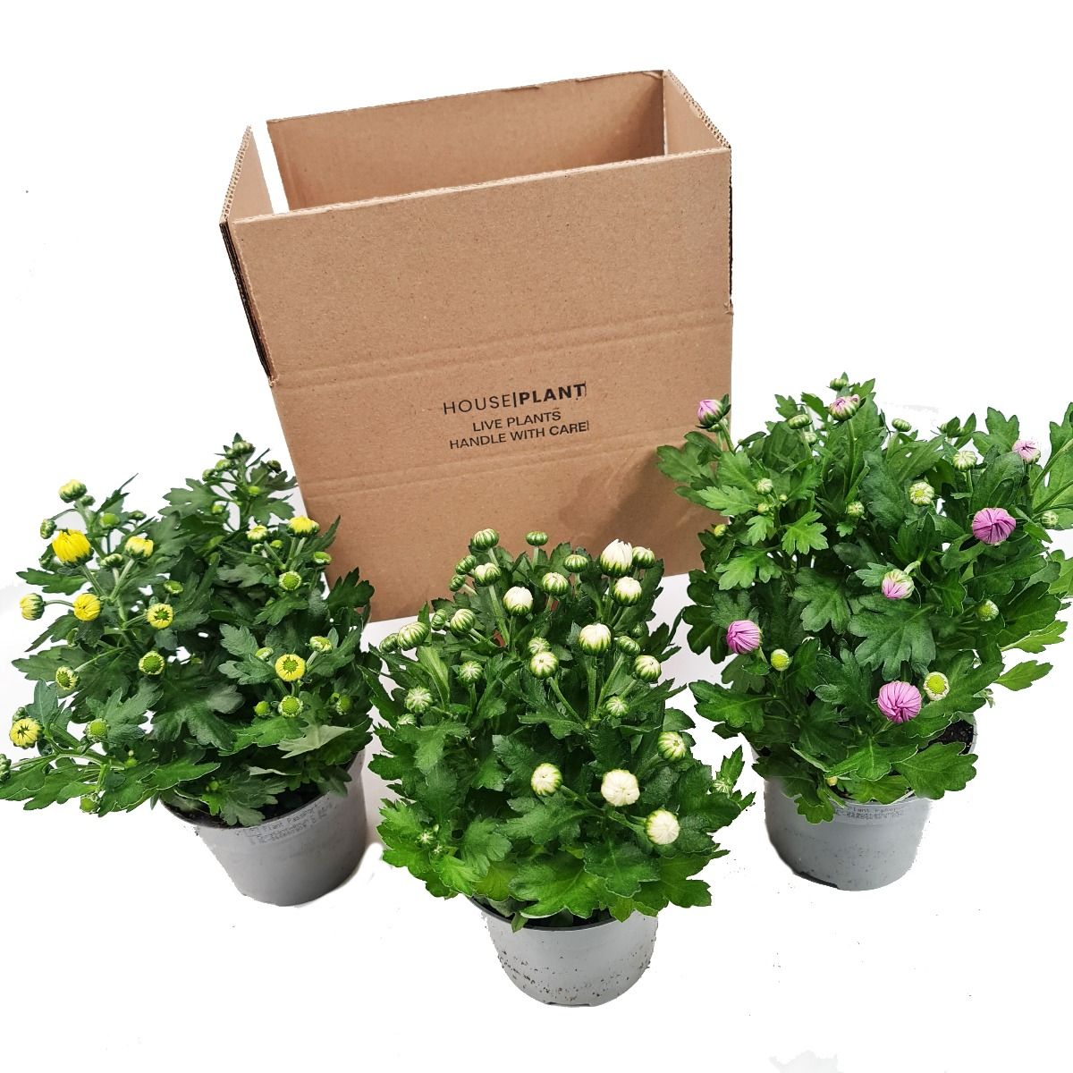 Flowering Mums | Mystery Box