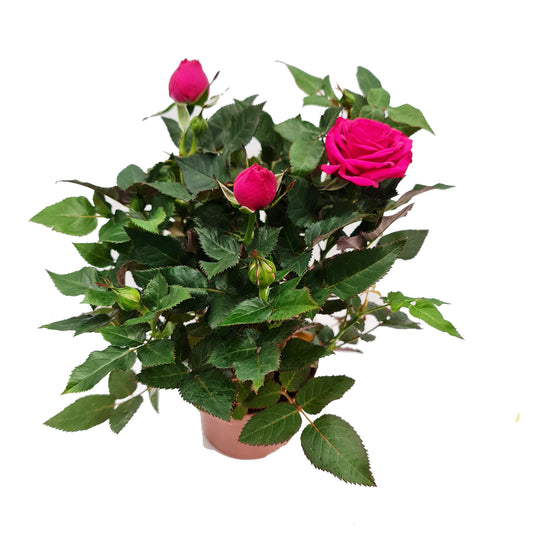Flowering Rose | Hot Pink | Easy Care Houseplants