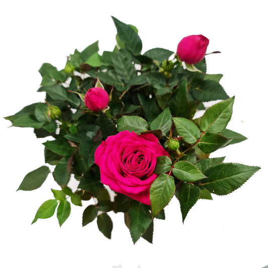 Flowering Rose | Various Colours | Houseplants & Indoor Plants On Sale