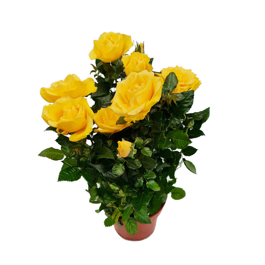 Flowering Rose | Yellow | Plant Gift Sets & Gift Ideas