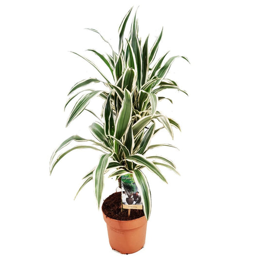 Dragon Tree | White Stripe | Shade Loving Plants