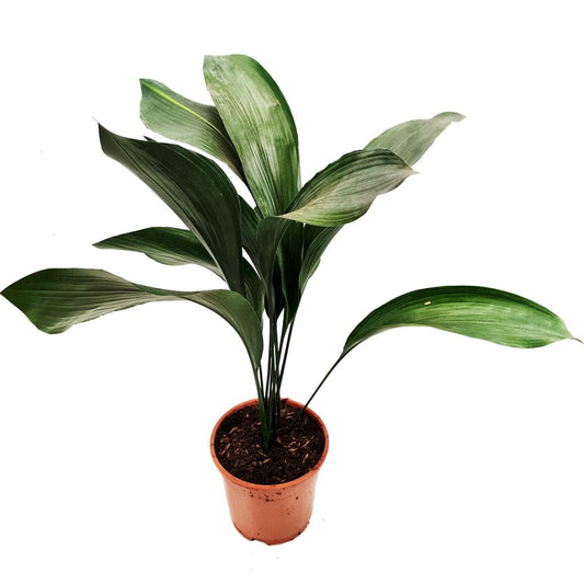 Cast Iron Plant | Shade Loving Plants