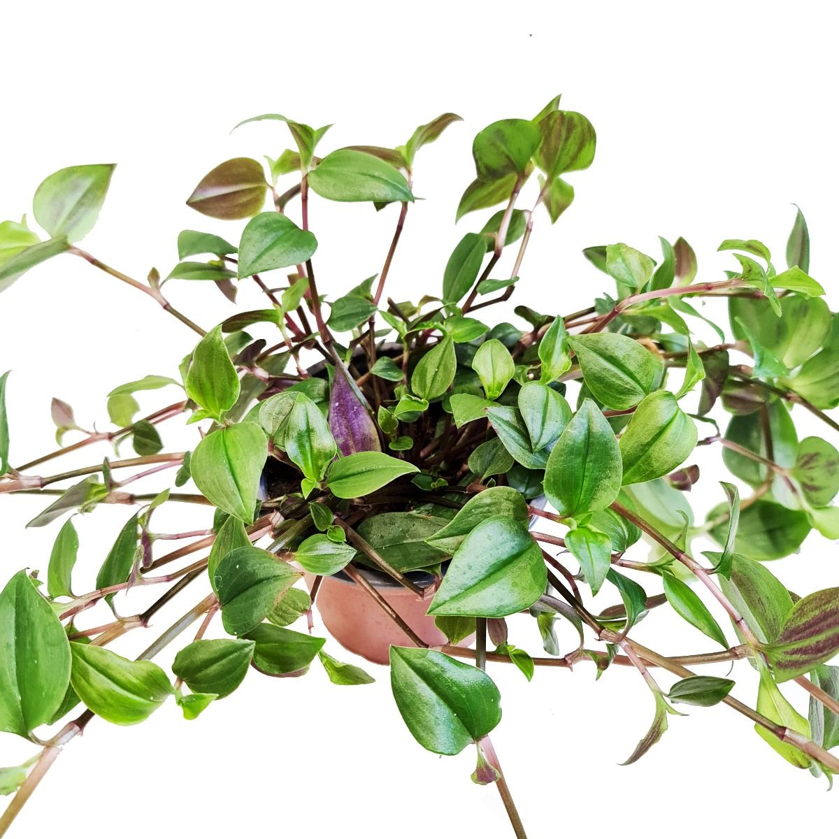 Wandering Dude | Green Hill