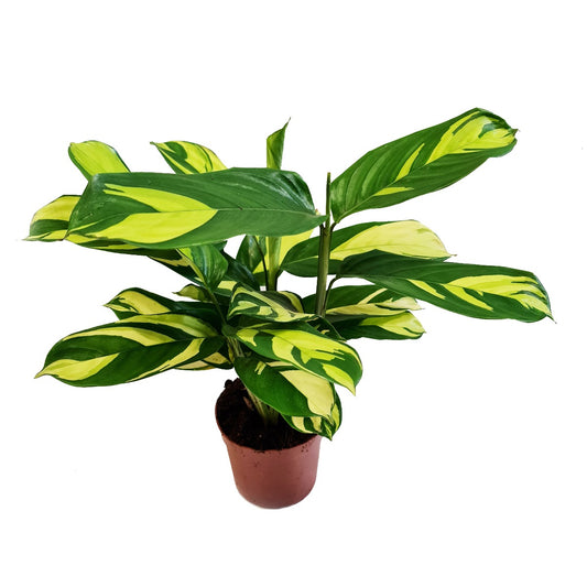 Never Never Plant | Pilosa Mosaic | Potted Houseplants