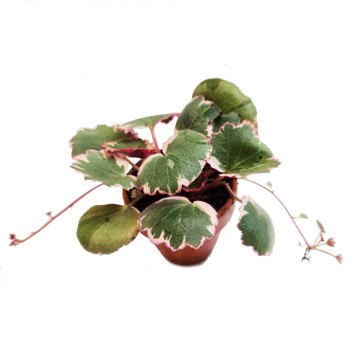 Strawberry Begonia | Albo | Mother Of Thousands | Hard To Find