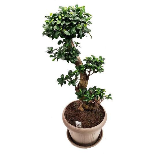 Pot Belly Fig | Houseplants & Indoor Plants On Sale