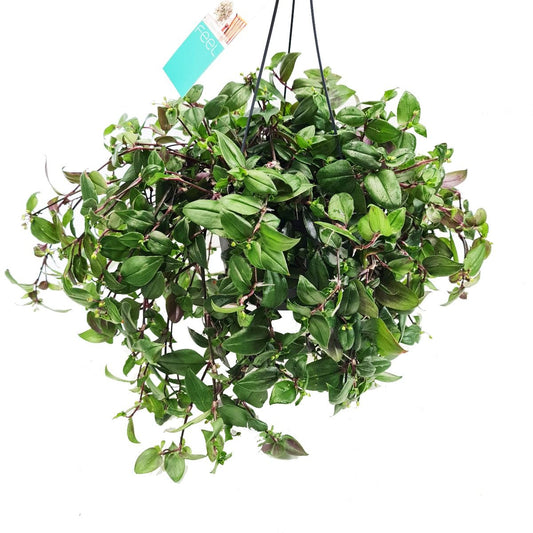 Wandering Dude | Green Hill | Potted Houseplants