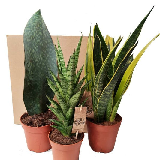 Snake Plant | Mystery Box | Indoor Succulent Plants