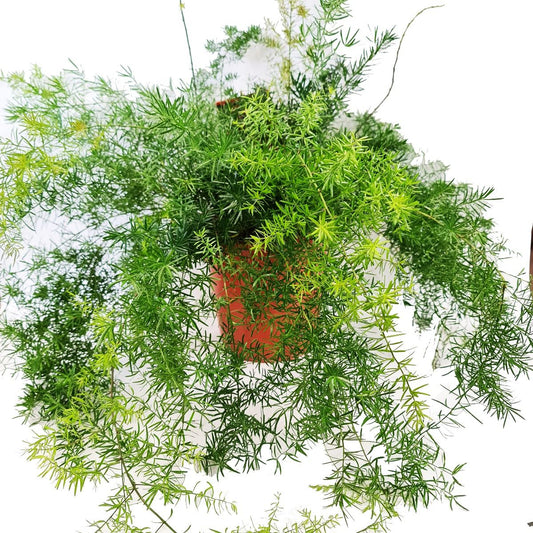 Plume Asparagus | Potted Houseplants