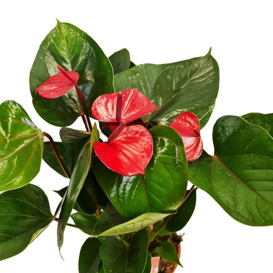 Flamingo Flower | Adios Red | Potted Houseplants