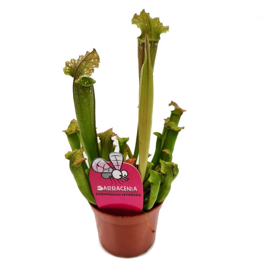 Trumpet Pitcher Plant | Fly Catcher | Air Purifying Plants