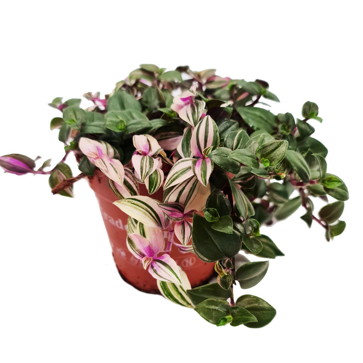 Wandering Dude | Quadricolour